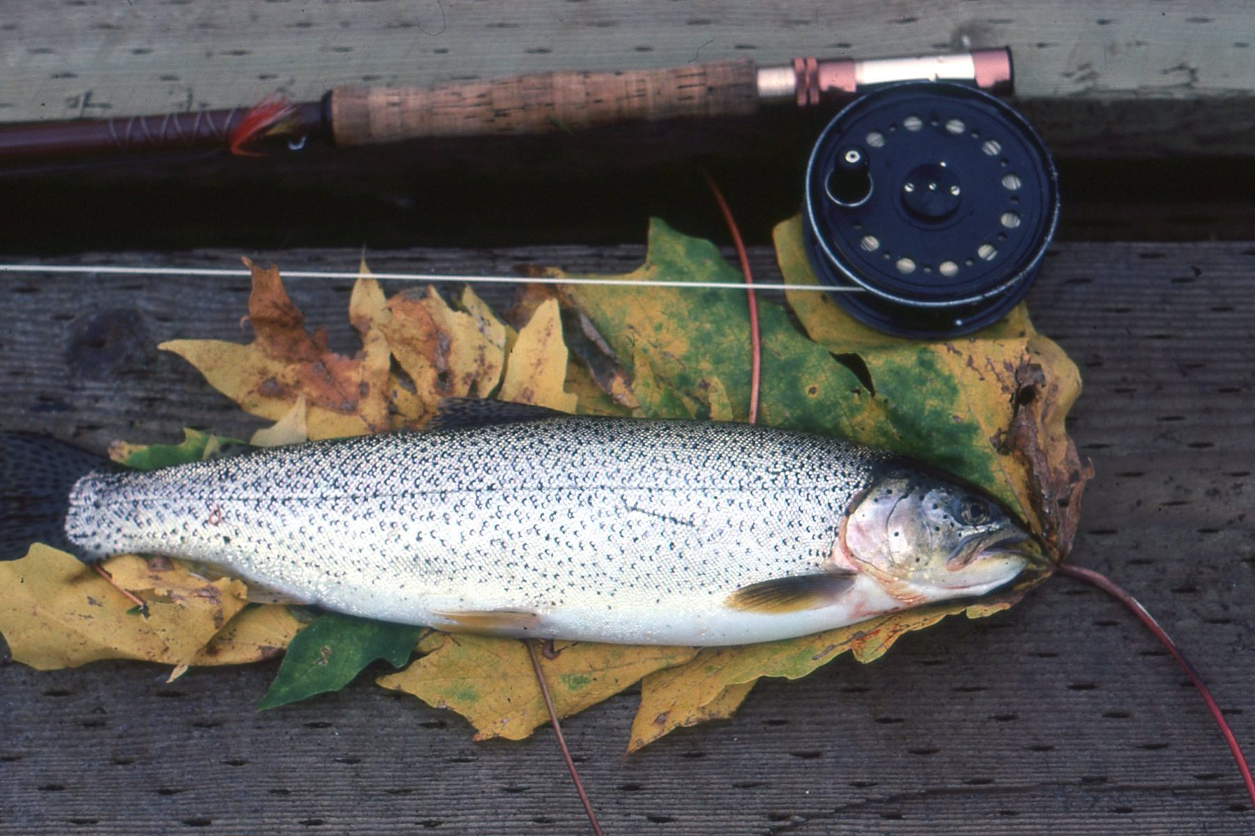 13 Fishing Fate Steel Salmon/Steelhead Spinning Rod - The Fly Shack Fly  Fishing